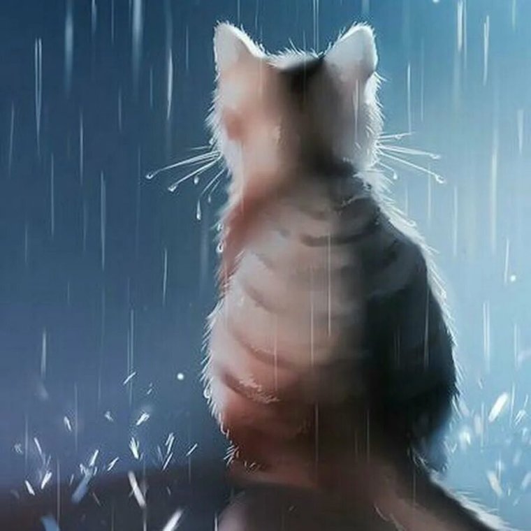 Кошка и дождь