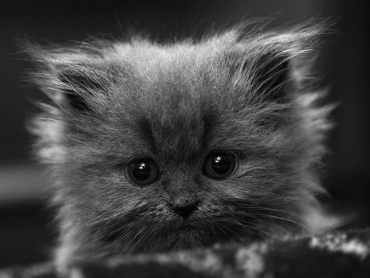 Милые котики