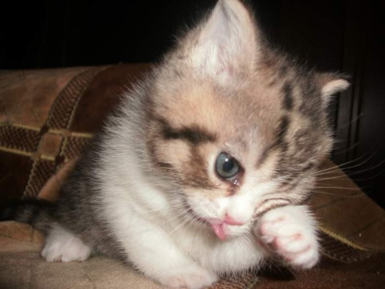 Котенок плачет