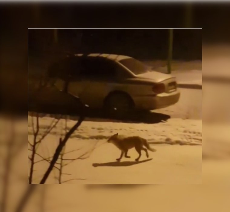 Кон лисица инцидент кабане