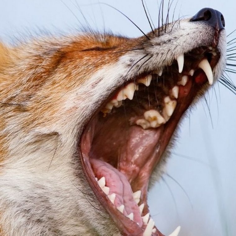 Зубы лисы