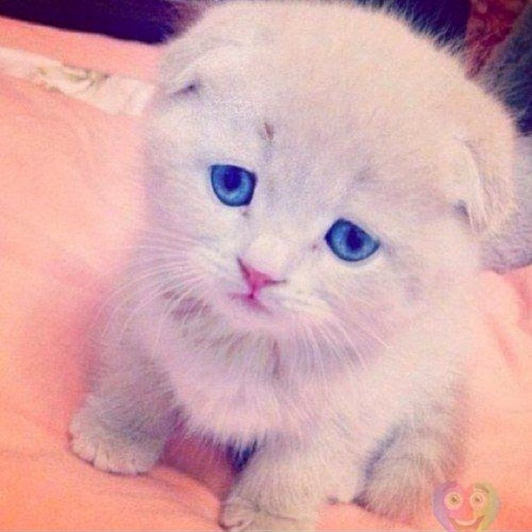 Шотландские котята вислоухие голубоглазые