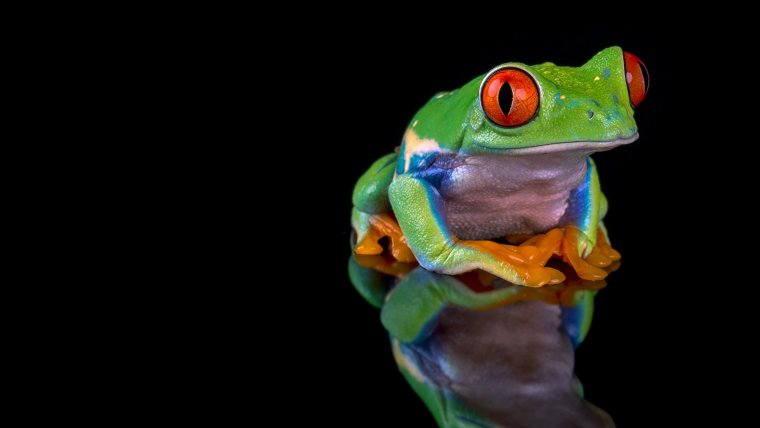 Милые лягушки