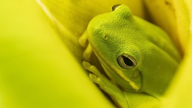 Фон с лягушками