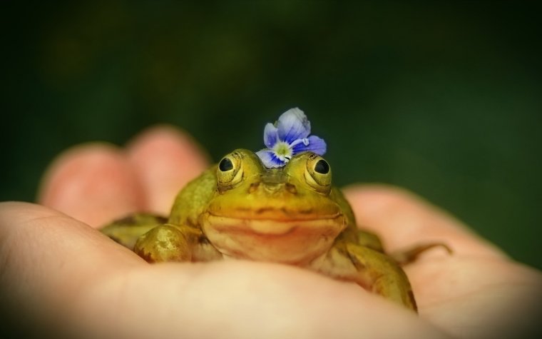 Милые лягушки