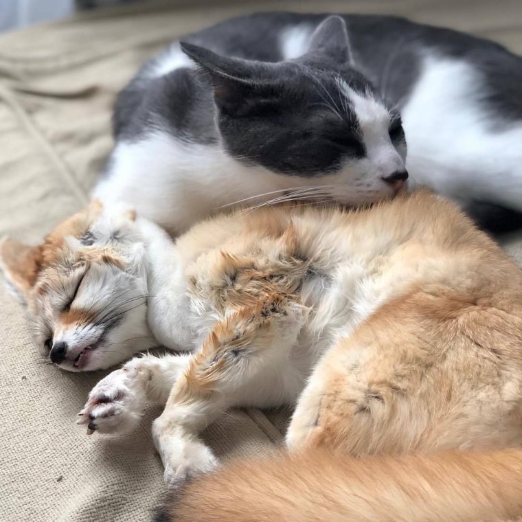 Лисы и кошки