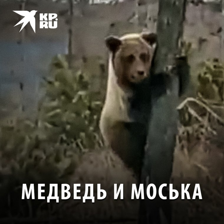 Собака медведь