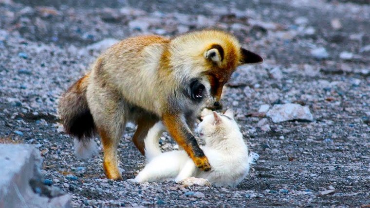 Fox-and-Cat запись