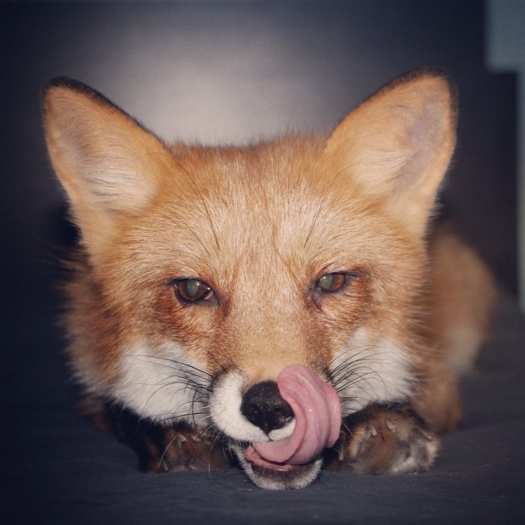 Лисичка Патрикеевна Полярная