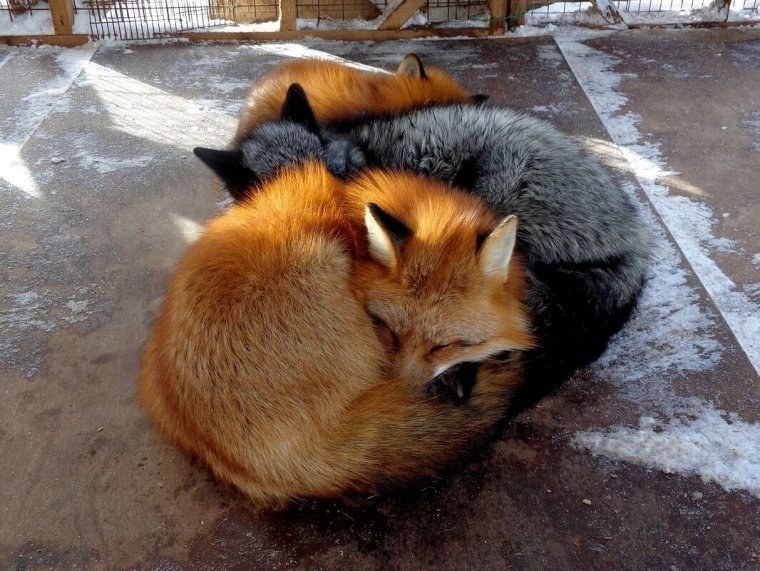 Дзао Кицунэ