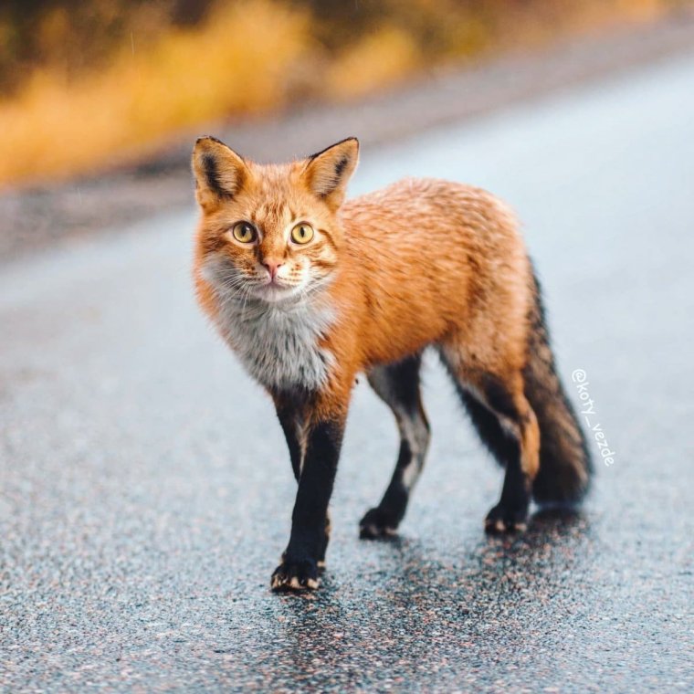 Лиса в сентябре