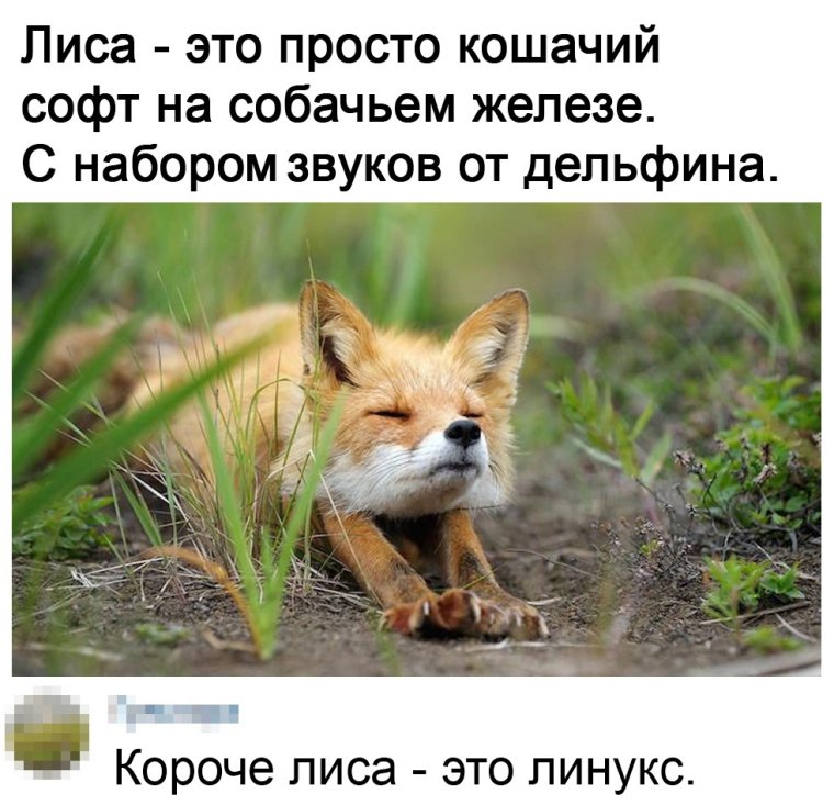 Лиса 27 апреля Мартын Лисогон