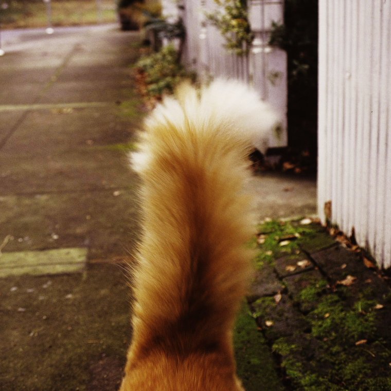 Кошка с лисьим хвостом