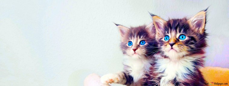 Обложка для фейсбука с животными