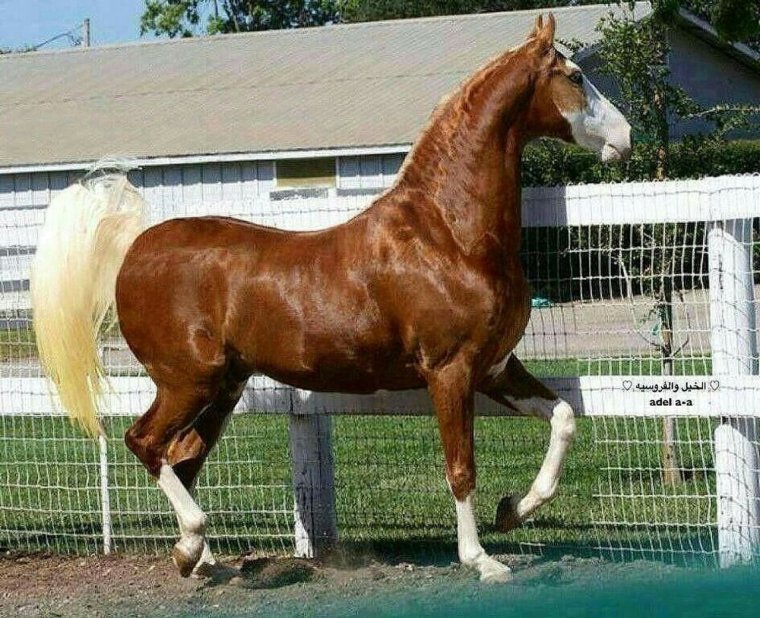 Американская верховая лошадь