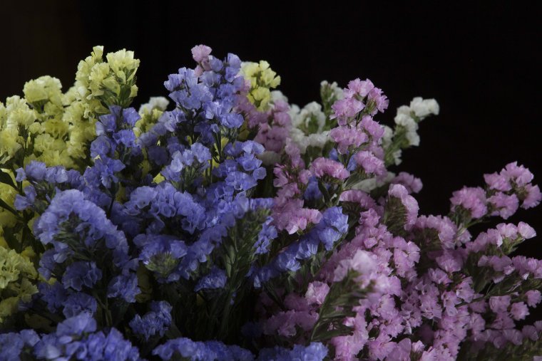 Лимониум Пацифик микс