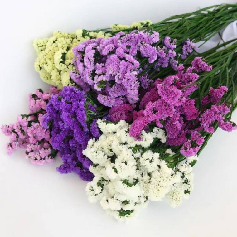 Статица бело розовая