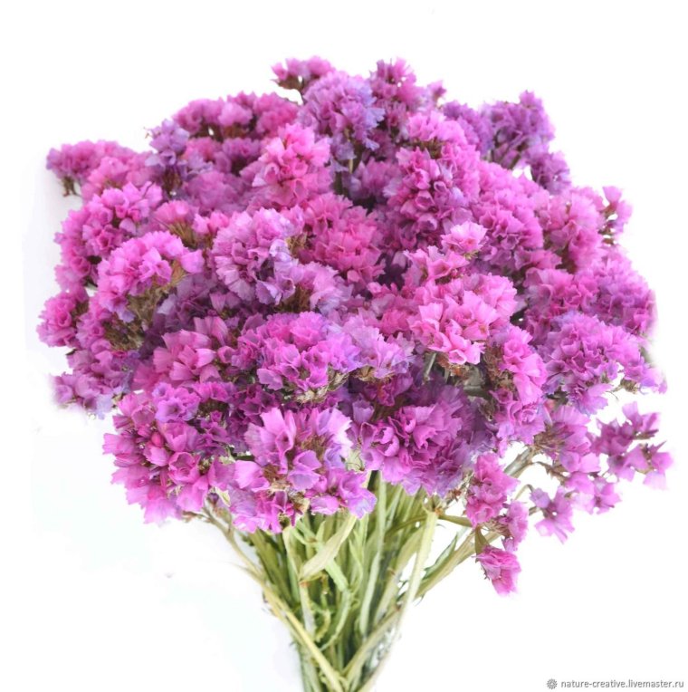 Статица сиреневая сухоцвет