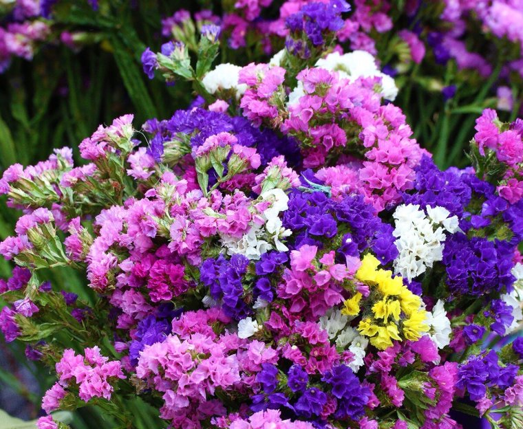 Цветы статице кермек