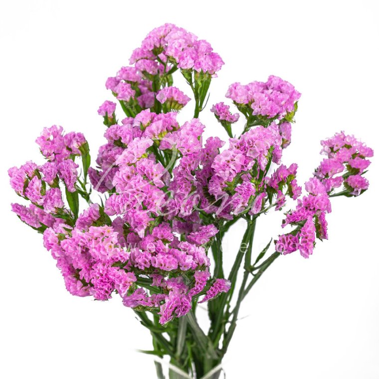 Розы и статица