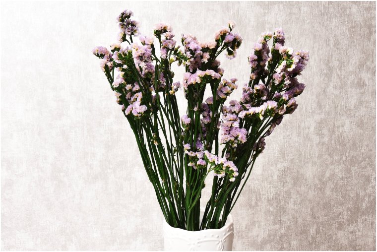 Цветы лимониум (статице)