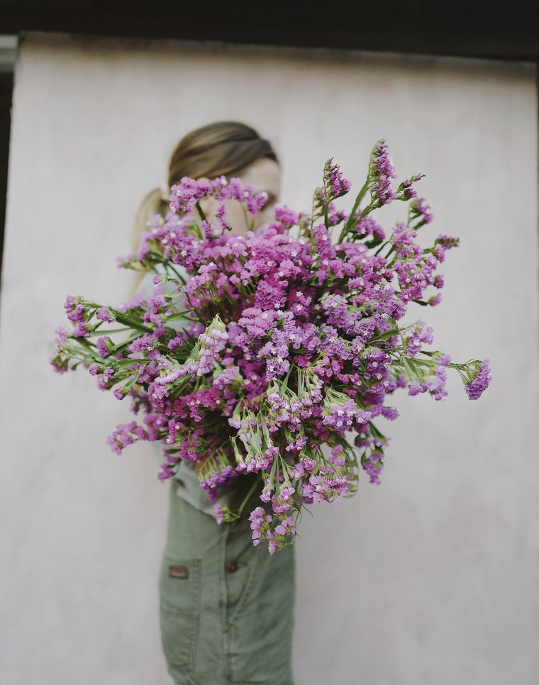 Статица Квис пастель