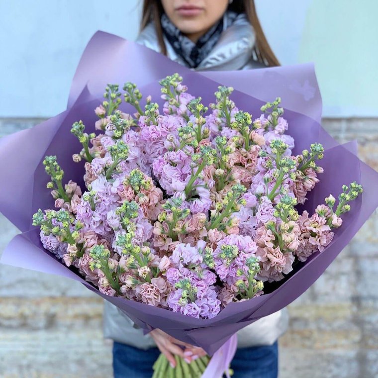 Гипсофила и статица