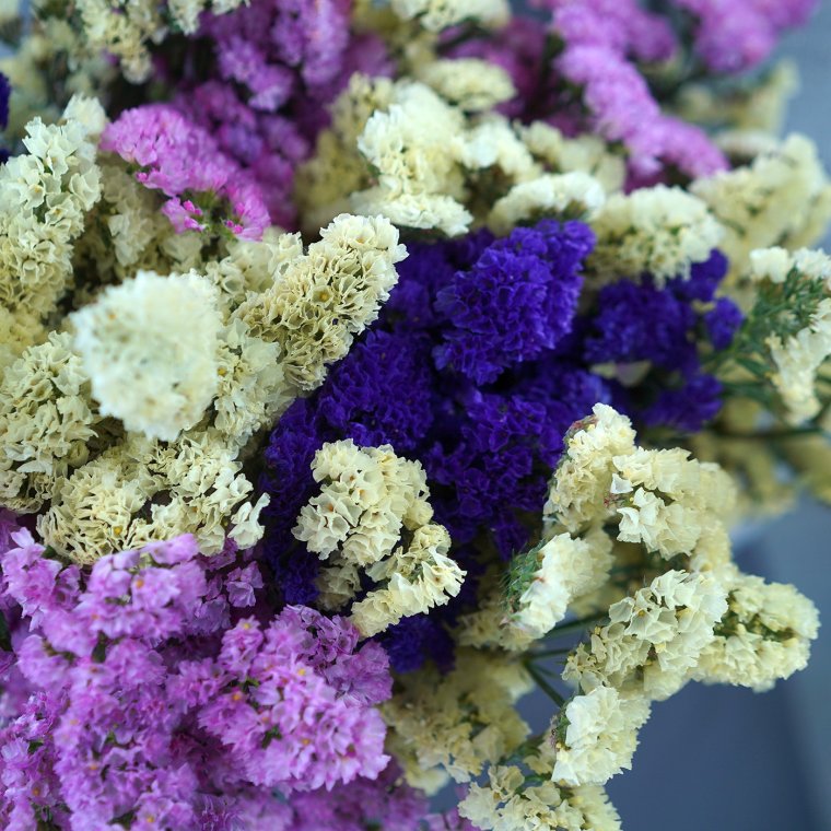 Кермек статица