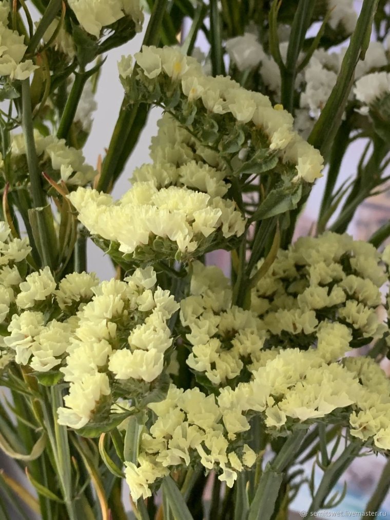 Белая статица сухая