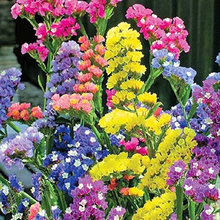 Кермек статица