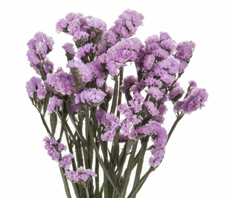 Лимониум Лавандер