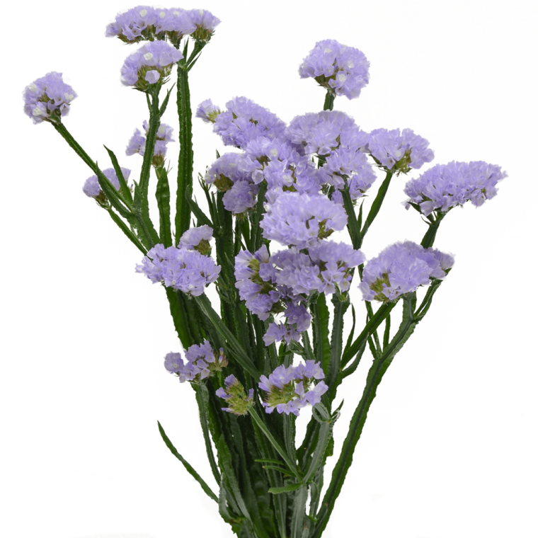 Кермек статица