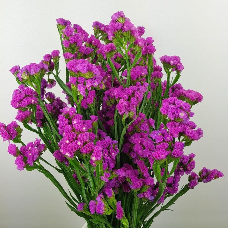 Статице (кермек)