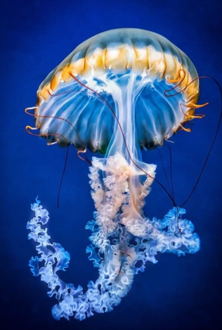 Медуза Джеллифиш