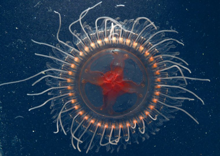 Медузы Turritopsis dohrnii