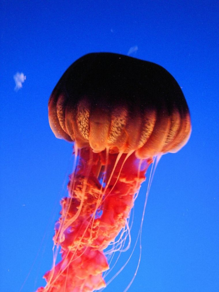 Медуза атолла (Atolla Jellyfish)