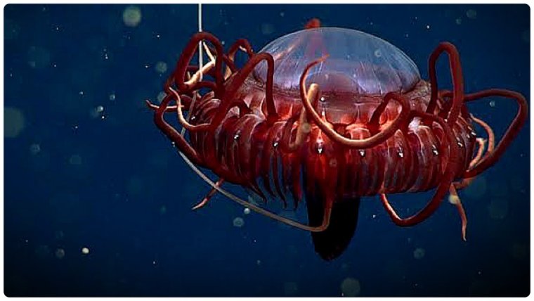 Медуза атолла