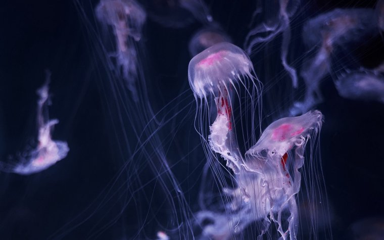 Щупальца медузы