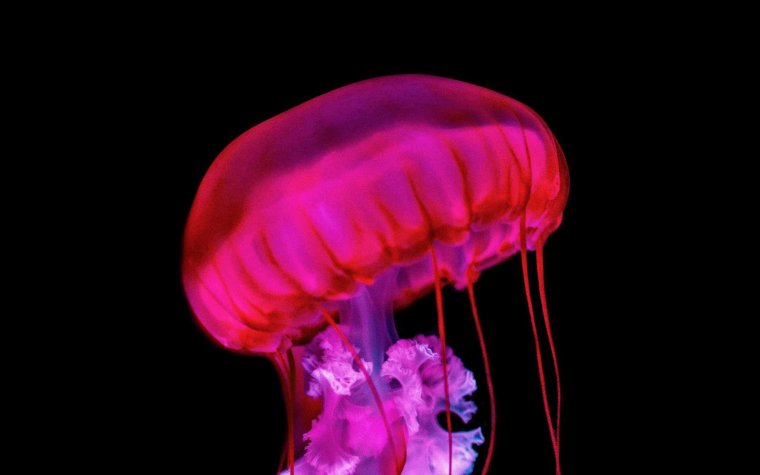 Медуза 1920х1080