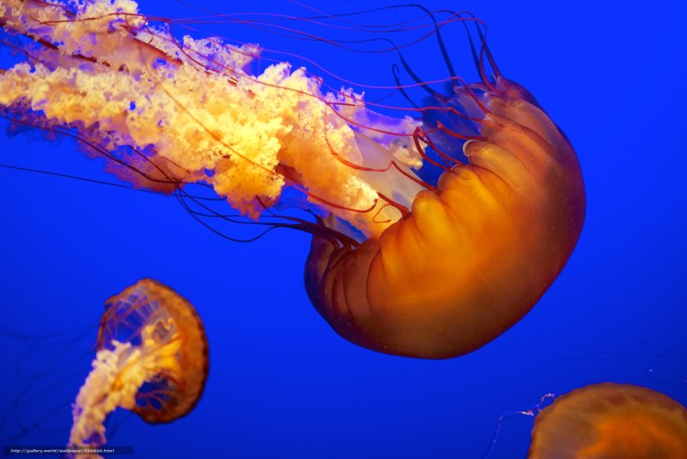 Медузы Марианской впадины