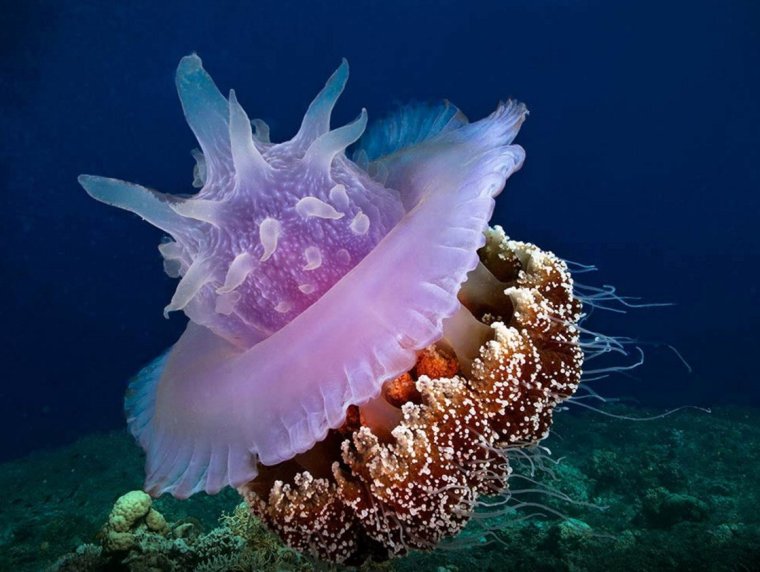 Большой Барьерный риф медузы