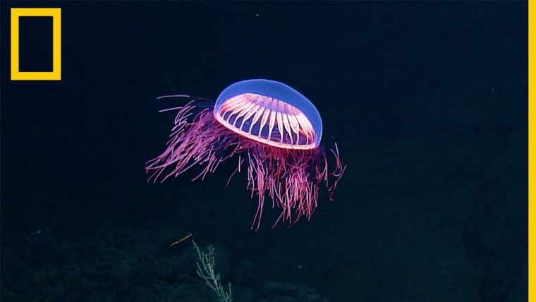 Медуза атолла (Atolla Jellyfish)
