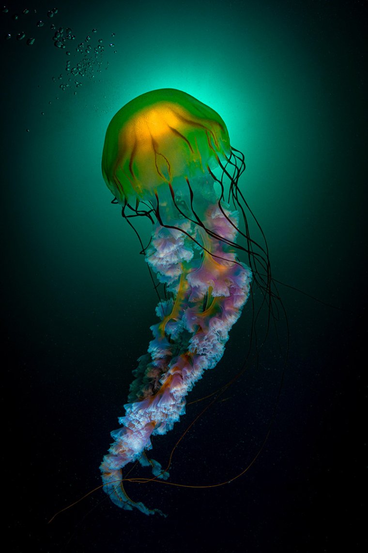 Компасная медуза