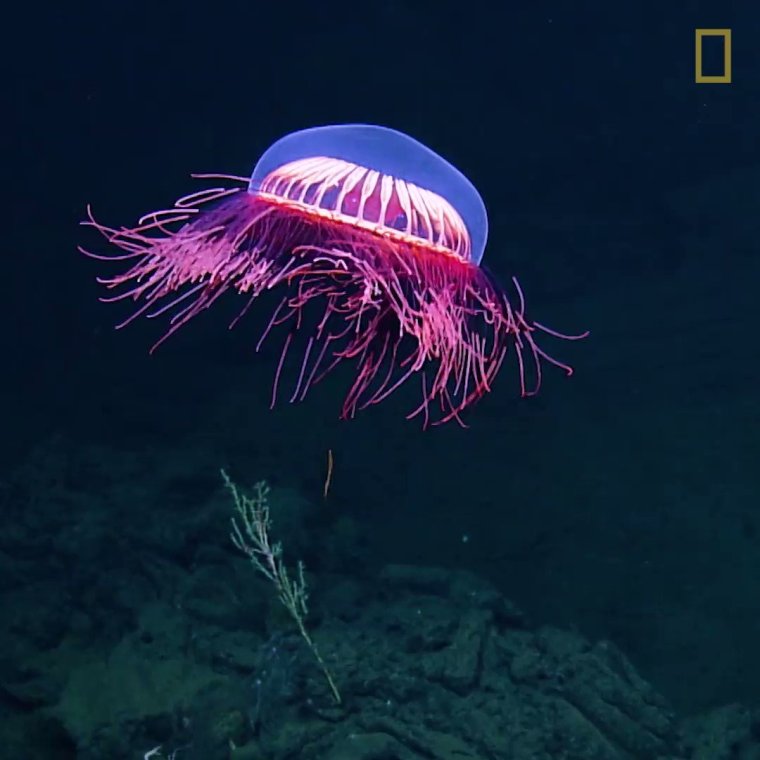 Медуза halitrephes maasi