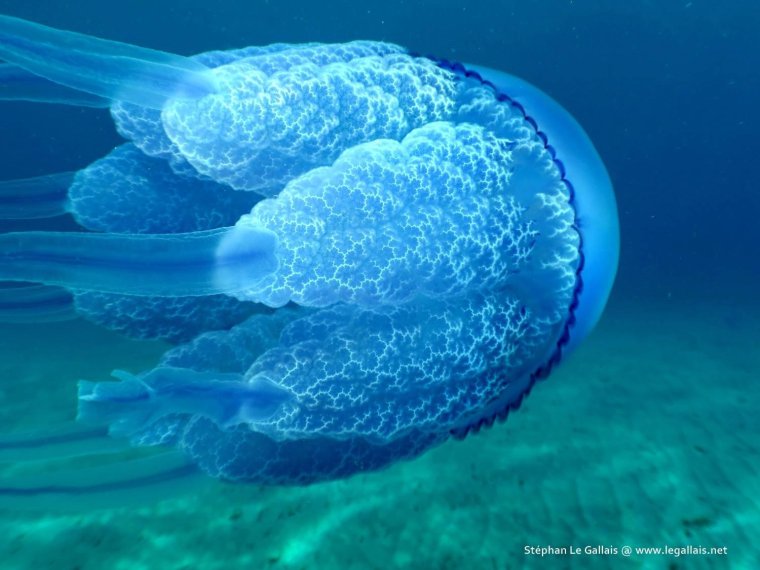 Коронная медуза