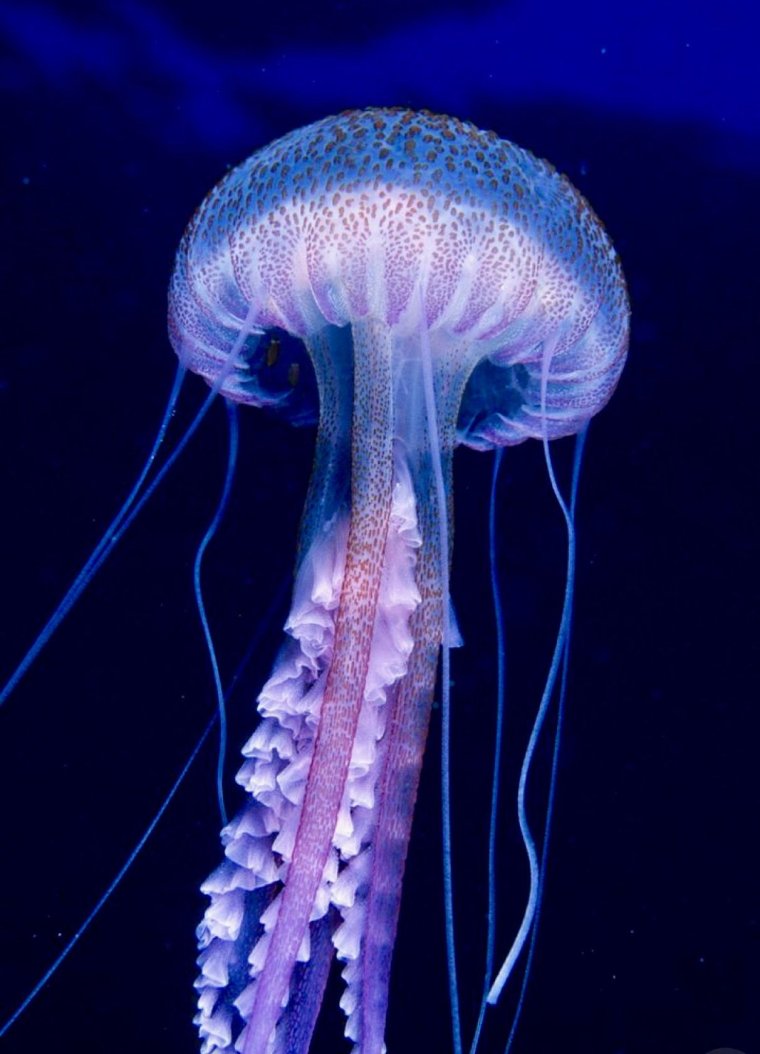 Медуза пелагия ночесветка