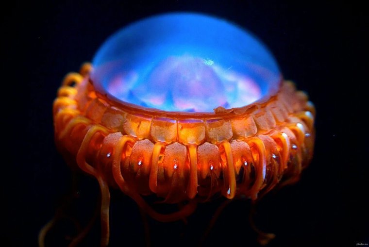 Медуза атолла (Atolla Jellyfish)
