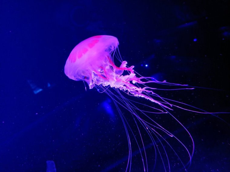 Живые обои медузы