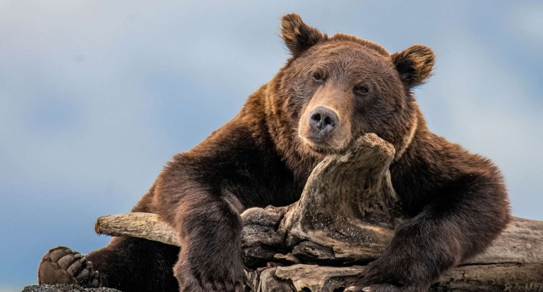 Диких животных