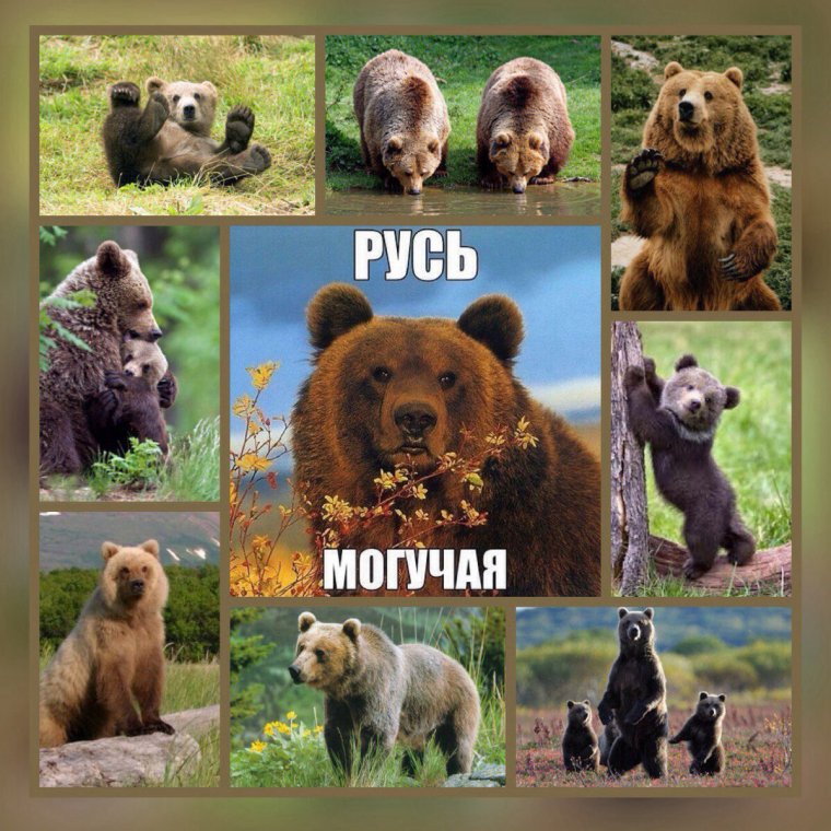 Старославянский названия по медведь